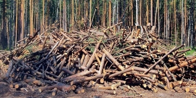 Лесные пожары-2022: «пороховая бочка» от лесопользователей